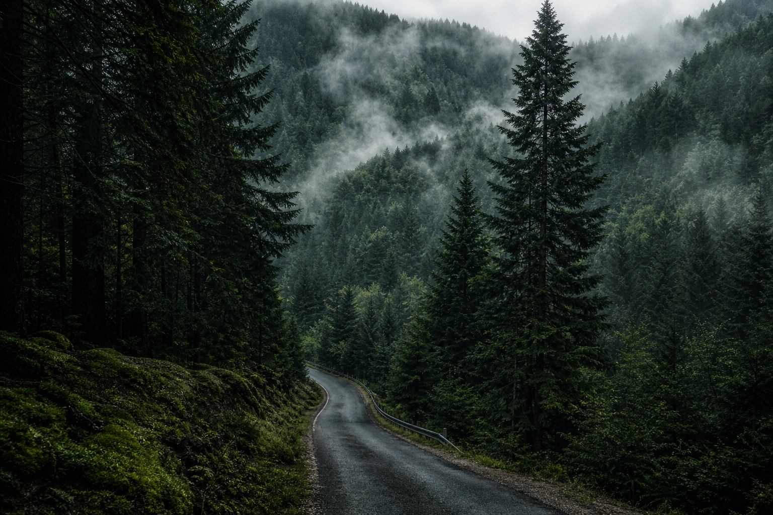 Schwarzwald-Landschaft mit dichtem Nadelwald und sanften Hügeln